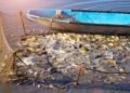 O impacto da pesca predatória nos rios e lagos do Cerrado