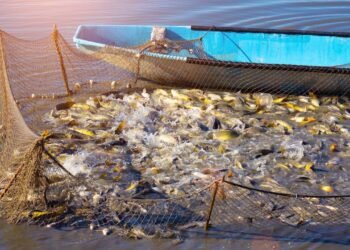 O impacto da pesca predatória nos rios e lagos do Cerrado