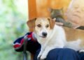 Como proteger sua saúde e a de seus pets durante a onda de frio