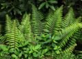 Plantas e bem-estar: o que a ciência diz sobre ter mais verde em casa
