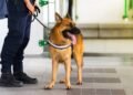 Cães farejadores: riscos e protocolos para veterinários
