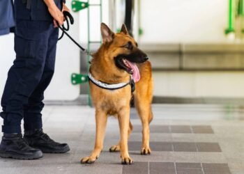 Cães farejadores: riscos e protocolos para veterinários