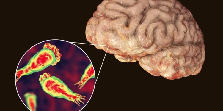 Saiba como a ameba 'comedora de cérebro' age no corpo humano e quais os sintomas