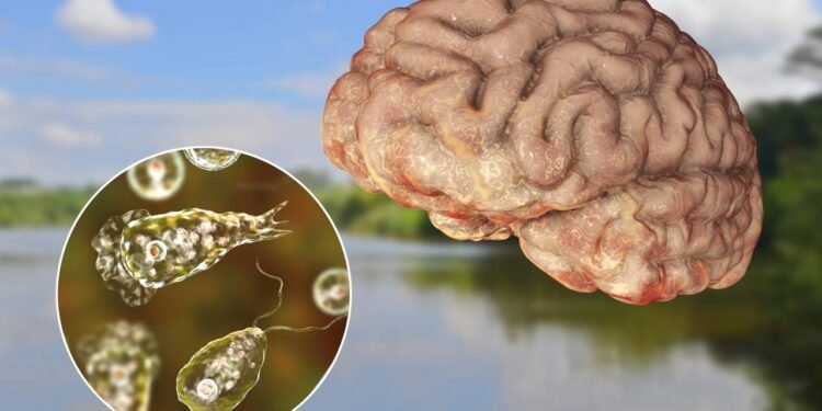 Naegleria fowleri no Brasil: entenda os riscos da 'ameba comedora de cérebro'