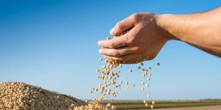 Soja, petróleo e minério: 10 produtos que o Brasil mais exporta