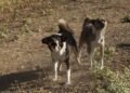 Como prevenir ataques de cães: sinais de alerta e cuidados