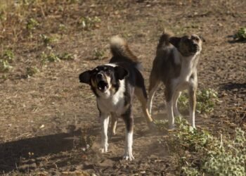 Como prevenir ataques de cães: sinais de alerta e cuidados