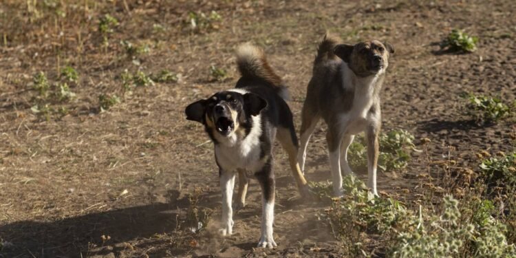 Créditos: depositphotos.com / PiterKrig
