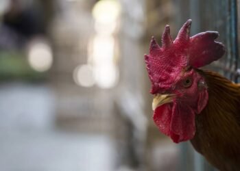 Como se proteger da gripe aviária: cuidados ao ter contato com aves