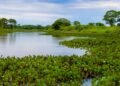 Como ajudar o Pantanal: iniciativas que atuam contra os incêndios de 2026