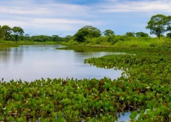 Como ajudar o Pantanal: iniciativas que atuam contra os incêndios de 2026