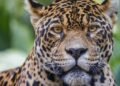 Pantanal vive alta temporada para observação de onças-pintadas