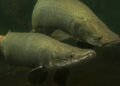 Fim do tambaqui? 4 peixes amazônicos para substituir o gigante no prato