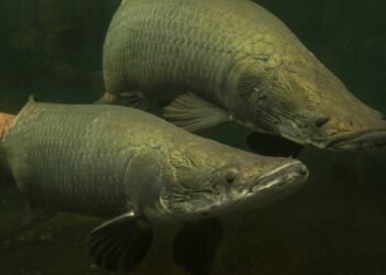 Fim do tambaqui? 4 peixes amazônicos para substituir o gigante no prato