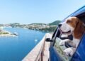Viagem com pet: 5 destinos no Brasil para levar seu cachorro