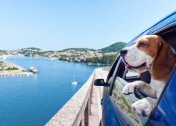 Viagem com pet: 5 destinos no Brasil para levar seu cachorro
