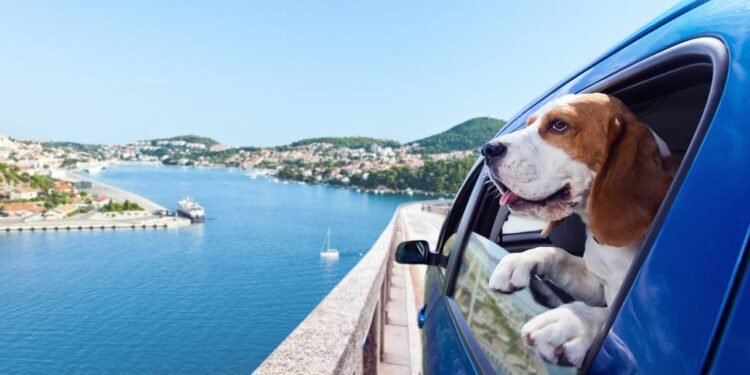 Viagem com pet: 5 destinos no Brasil para levar seu cachorro