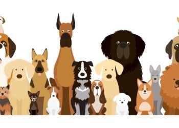 5 raças de cachorro populares no Brasil: características e cuidados