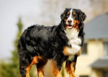Como escolher o cachorro ideal para o seu estilo de vida