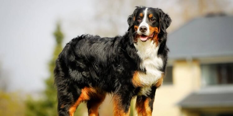 Como escolher o cachorro ideal para o seu estilo de vida