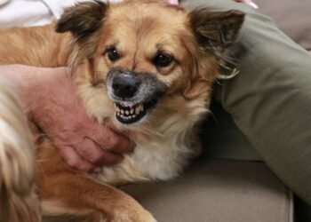 Como ler os sinais de um cachorro antes dele atacar e se defender