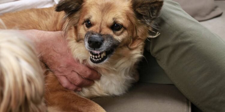 Como ler os sinais de um cachorro antes dele atacar e se defender