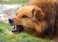 Vacinas obrigatórias para cães: calendário atualizado e onde aplicar