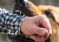 Primeiros socorros para mordida de cachorro: o que fazer agora