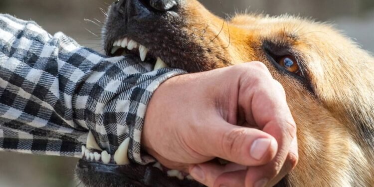 Primeiros socorros para mordida de cachorro: o que fazer agora