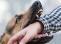 Responsabilidade civil por mordida: quando o dono do cachorro paga