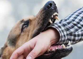 Responsabilidade civil por mordida: quando o dono do cachorro paga