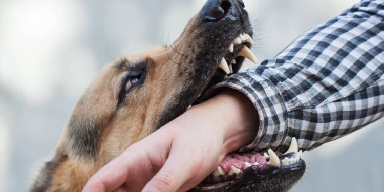 Responsabilidade civil por mordida: quando o dono do cachorro paga