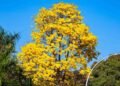 7 destinos no Brasil onde os ipês estão floridos agora