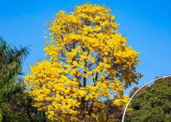 7 destinos no Brasil onde os ipês estão floridos agora