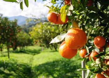 Roteiro turístico em Limeira revela fazendas históricas e gastronomia