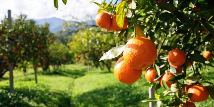 Roteiro turístico em Limeira revela fazendas históricas e gastronomia