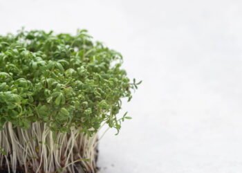 Agrião para a Saúde