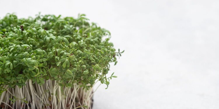 Agrião para a Saúde