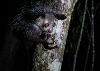 Os 10 animais mais raros do planeta que você provavelmente nunca viu