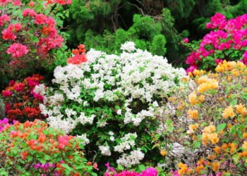 Aprenda a cultivar de forma simples buganvílias e tenha um jardim florido o ano todo