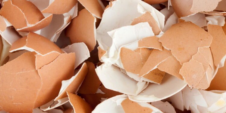 Casca de Ovo: Um Fertilizante Natural Eficaz confira
