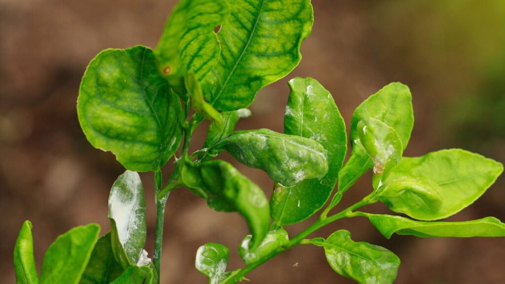 A praga silenciosa que pode destruir seu jardim e como evitá-la