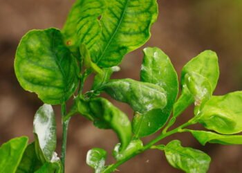 A praga silenciosa que pode destruir seu jardim e como evitá-la