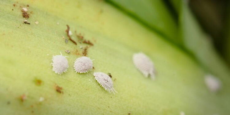 Soluções naturais para eliminar pragas comuns do seu jardim