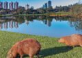 Cidade brasileira ideal para viver com alto padrão de vida e segurança reforçada