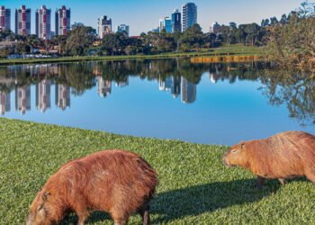 Cidade brasileira ideal para viver com alto padrão de vida e segurança reforçada