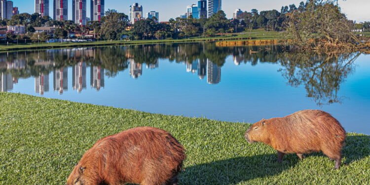 Cidade brasileira ideal para viver com alto padrão de vida e segurança reforçada