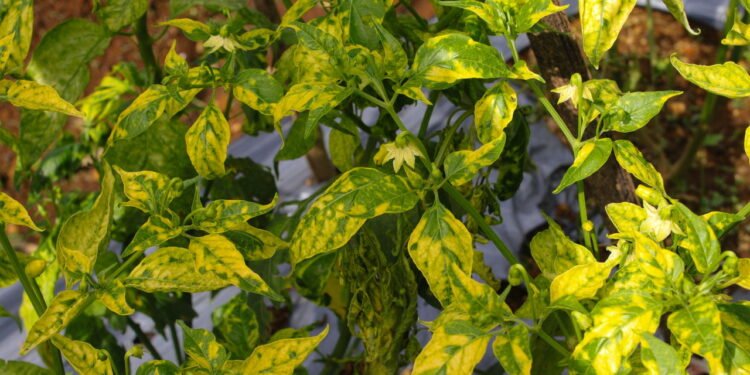 Como evitar doenças e melhorar a saúde das suas hortaliças com práticas simples