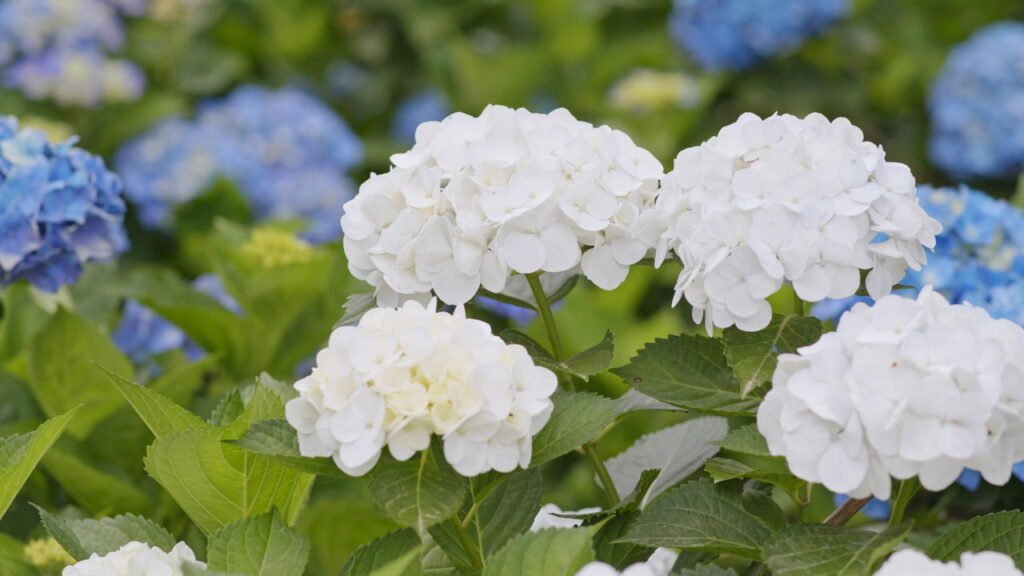 Dicas para criar um jardim de hortênsias coloridas que vai impressionar