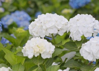Dicas para criar um jardim de hortênsias coloridas que vai impressionar